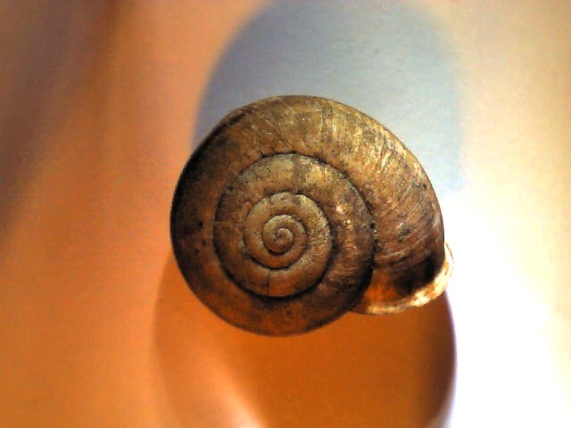 Chilostoma (Campylaea) planospira var. neapolitana